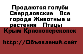Продаются голуби Свердловские - Все города Животные и растения » Птицы   . Крым,Красноперекопск